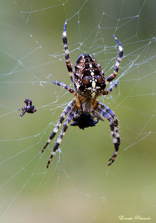 Araneus sp.